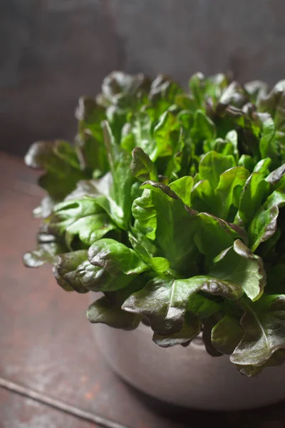 Las hojas sobre la ensalada en el puchero metálico vertical — Foto de Stock