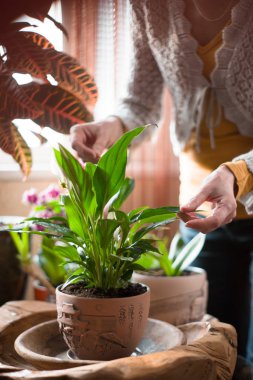 Dikey karanfiller için bakım kadın