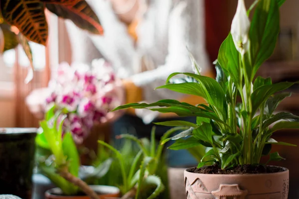 Az üvegházban, az elmosódott háttér a Spathiphyllum — Stock Fotó