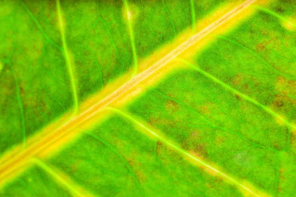 Veins leaf background cloth-up — Stock Photo, Image