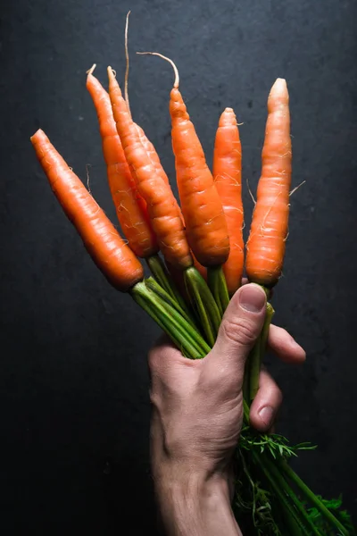 Zanahorias anaranjadas con una parte superior en la mano sobre un fondo gris — Foto de Stock