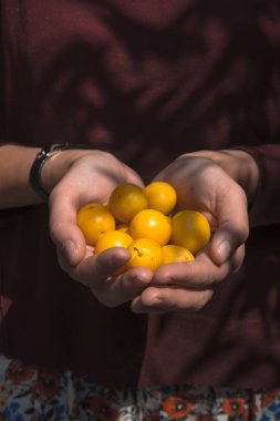Kahverengi bir arka plan üzerinde bir çiftçinin elinde sarı Erik