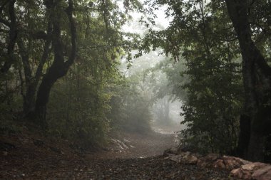 Taş çit, yüksek ağaçlar yakın çekim ile kırsal yol