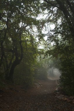 Taş çit, Ermenistan'ın yüksek ağaçları ile kırsal yol