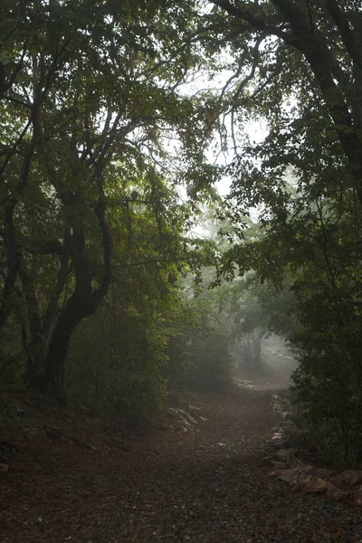 Taş çit, Ermenistan'ın yüksek ağaçları ile kırsal yol
