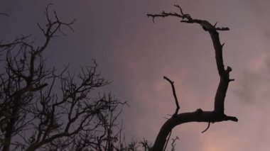 Ağaçlar pembe ve mavi gökyüzü video arka planı