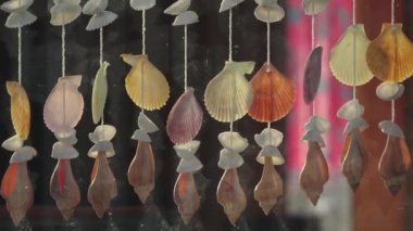 Seashell arka plan, çok sayıda farklı deniz kabuklarını birlikte kazıklı. Maldivler video