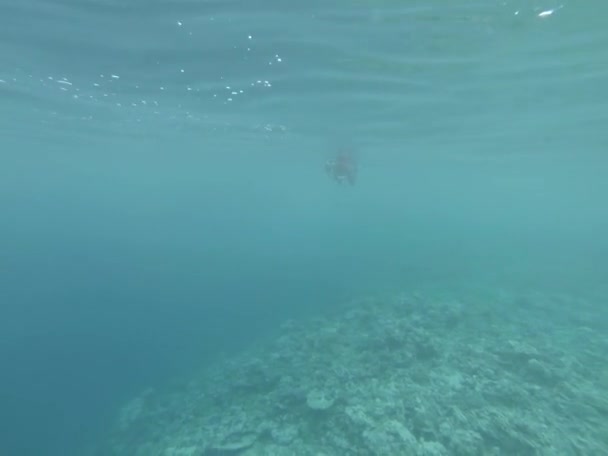 Textura agua de mar bajo el agua. Océano Índico video — Vídeo de stock