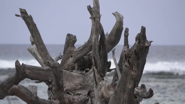 Trunk of an old dry tree against the background of the ocean. Maldives video — Stock Video