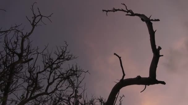 Bomen tegen de achtergrond van een roze en blauwe hemel video — Stockvideo