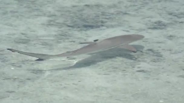 Piccolo squalo sott'acqua. Oceano Indiano video primo piano — Video Stock