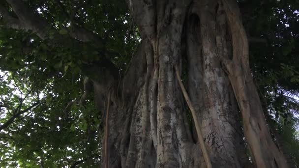 Рельєф стовбур великого листяні дерева. Мальдіви відео — стокове відео