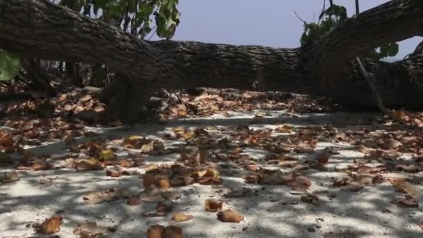 Omgevallen boom en droge bladeren op het zand. Maldiven video — Stockvideo