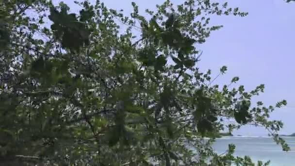 푸른 하늘에 대 한 잎이 많은 나무의 실루엣입니다. 몰디브 동영상 — 비디오