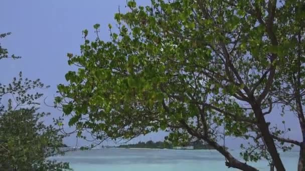 Φυλλοβόλα δέντρα κατά τον μπλε ουρανό, παραλία. Μαλδίβες βίντεο — Αρχείο Βίντεο