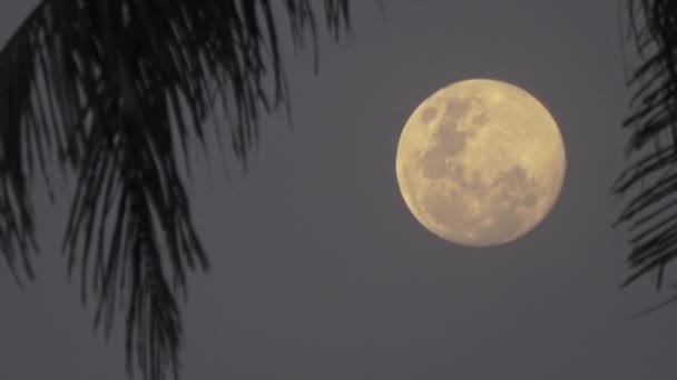 Beautiful fantasy tropical beach, full moon. Maldives video — Stock Video