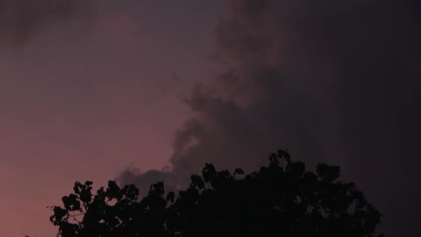 Silhouet bomen tegen een stormachtige lucht. Maldiven video — Stockvideo