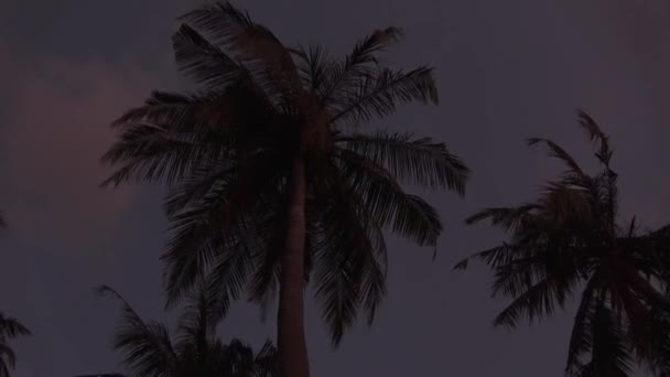 Siluetas de palmeras sobre el fondo de un cielo tormentoso. Maldivas video — Vídeo de stock