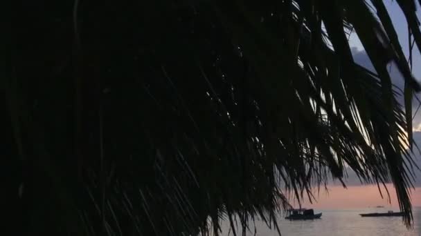 Palmy na pozadí oblohy a Indickém oceánu. Maledivy video — Stock video