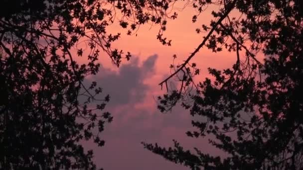 Ramas de árboles de hoja caduca sobre el fondo de una puesta de sol roja. Maldivas video — Vídeo de stock