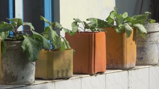Flower garden on the cornice. Maldives video — Stock Video