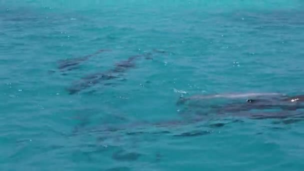 Dolphins swim on the surface of the water. Indian Ocean video — Stock Video