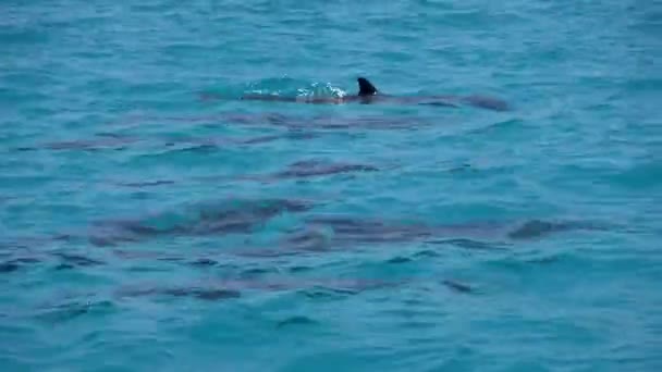 Los delfines nadan en la superficie del agua. Primer plano del vídeo del Océano Índico — Vídeos de Stock