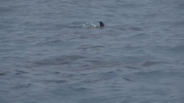 I delfini nuotano sulla superficie dell'acqua. Video dell'Oceano Indiano. Basso contrasto, desaturano — Video Stock