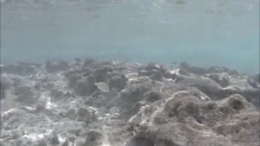 Hint Okyanusu video düşük kontrast sualtı resifleri