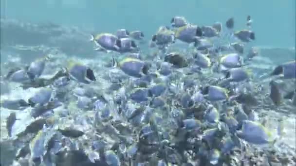 Flock van mooie vissen onder water. Indische Oceaan — Stockvideo