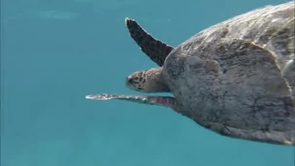 Une grande tortue nage sous l'eau. Océan Indien — Video