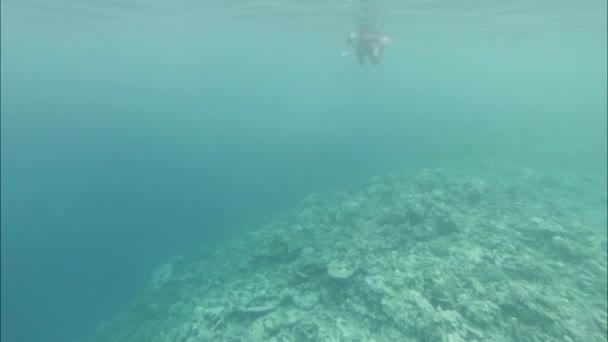 Dykning, rev och dykare. Indiska oceanen video — Stockvideo
