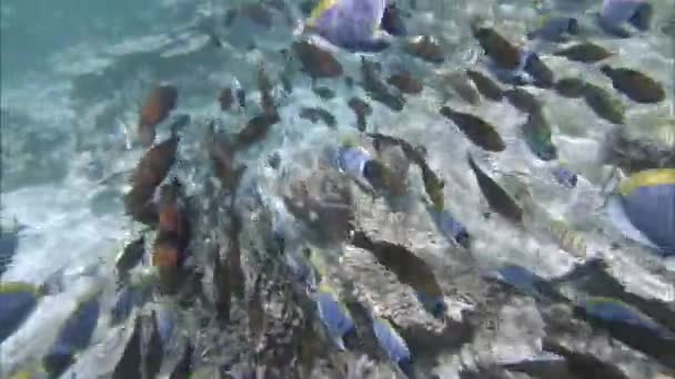 サンゴ礁、サンゴ、魚、水の下で。インド洋のビデオ — ストック動画