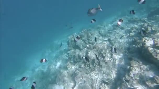 Onderwater riffen en mariene leven. Video van de Indische Oceaan — Stockvideo