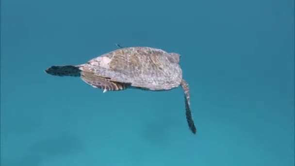 Undervattensvärlden, turtle närbild. Indiska oceanen video — Stockvideo