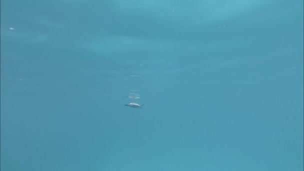 カメは水の下で泳ぐ。インド洋のビデオ — ストック動画