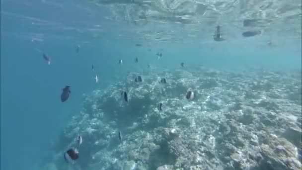 Recifes subaquáticos, peixes em profundidade e na superfície da água. Oceano Índico vídeo — Vídeo de Stock