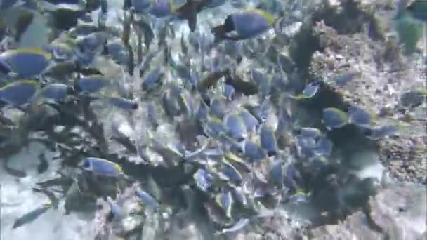 Um grande bando de peixes e recifes de coral. Oceano Índico vídeo — Vídeo de Stock