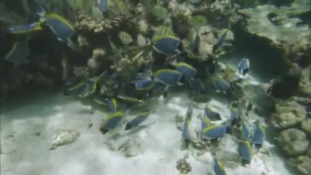 魚とサンゴ礁の水中の色とりどりの群れ。インド洋のビデオ — ストック動画