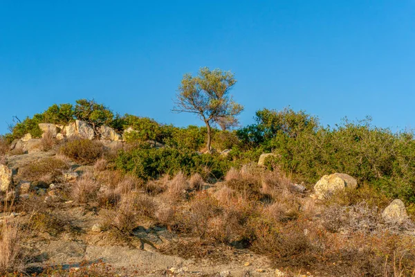 Arbustes verts et secs contre le ciel bleu en Grèce — Photo