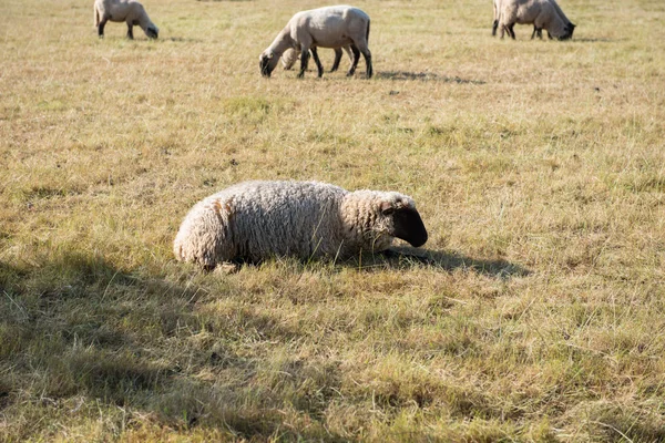 Stádo oveček jíst na pastvin — Stock fotografie