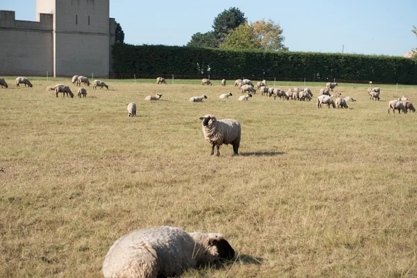Стадо овец, поедающих пастбища — стоковое фото