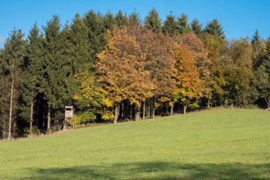 Yüksek koltuk ile yeşil iğne yapraklılar önünde sonbahar defne