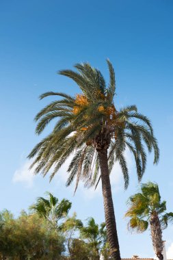Palmiye ağaçları güneşin mavi gökyüzü karşı