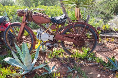 Palmiye ağaçları ve kaktüsler arasında terk edilmiş ve paslı motosiklet
