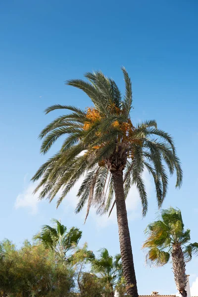 Palmiye ağaçları güneşin mavi gökyüzü karşı