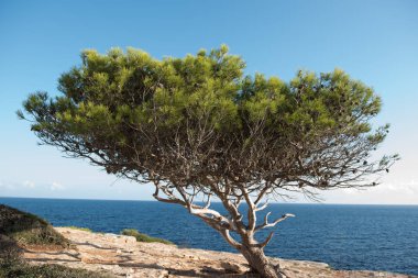 Budaklı çam Mayorka sahil akşam güneşi