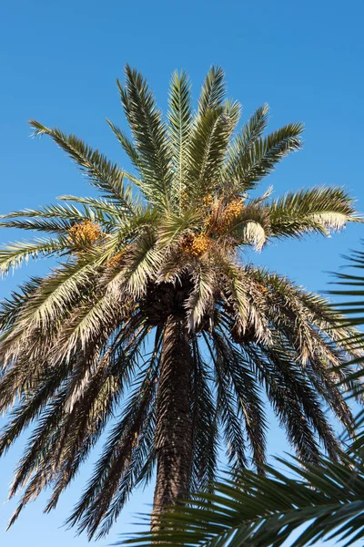 Date palm with fruits against blue sky on Majorca Royalty Free Stock Photos