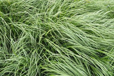 Çim rüzgar - arka plan hareket ediyor