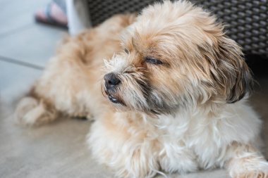 Shorky, yerdeki Shitzu Yorkshire Terrier hibrid